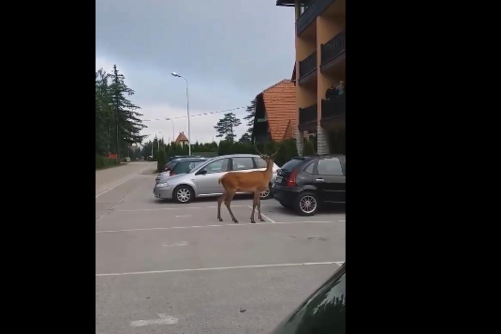 PLAŠLJIVO MLADUNČE UŠETALO U SRPSKO NASELJE: Žena je izletela napolje na njega sa metlom, SVI SU SE OVOGA BOJALI