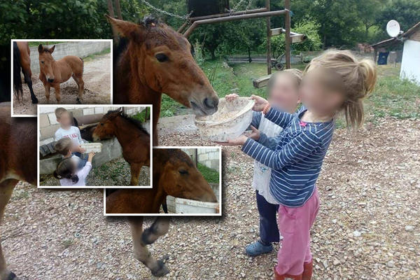 MILOSAVLJEVIĆI SU U POPLAVAMA IZGUBILI KONJE! Davili su im se pred očima, a sada su konačno DOBILI I LEPE VESTI