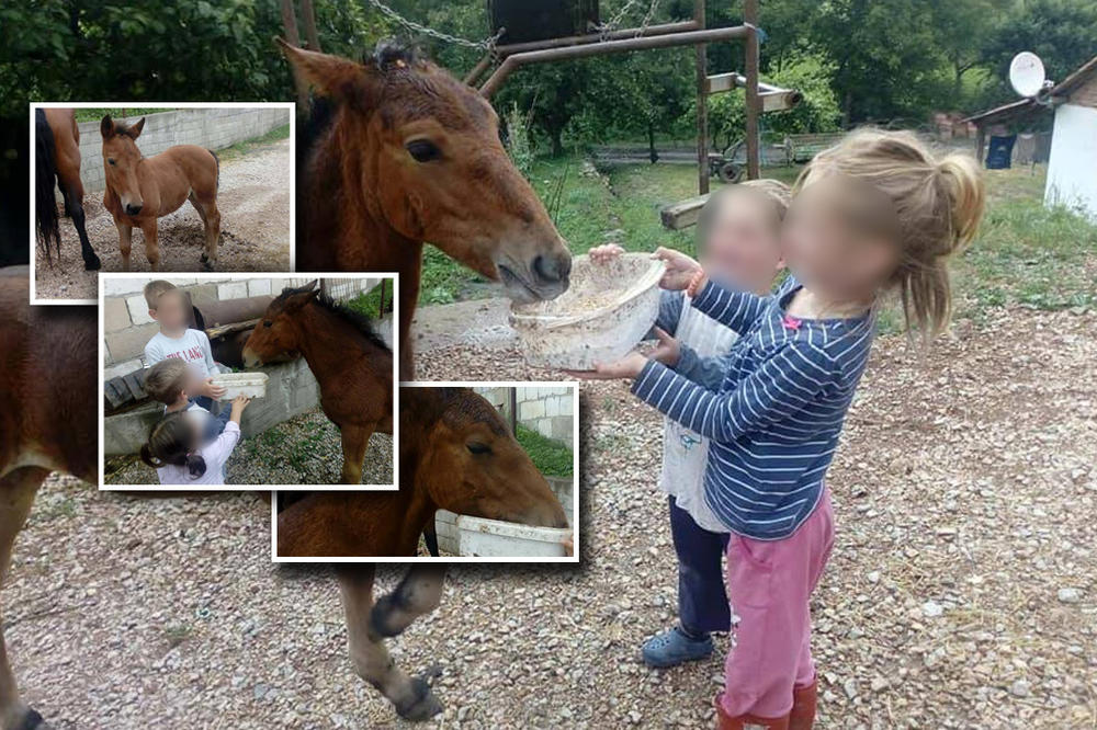 MILOSAVLJEVIĆI SU U POPLAVAMA IZGUBILI KONJE! Davili su im se pred očima, a sada su konačno DOBILI I LEPE VESTI