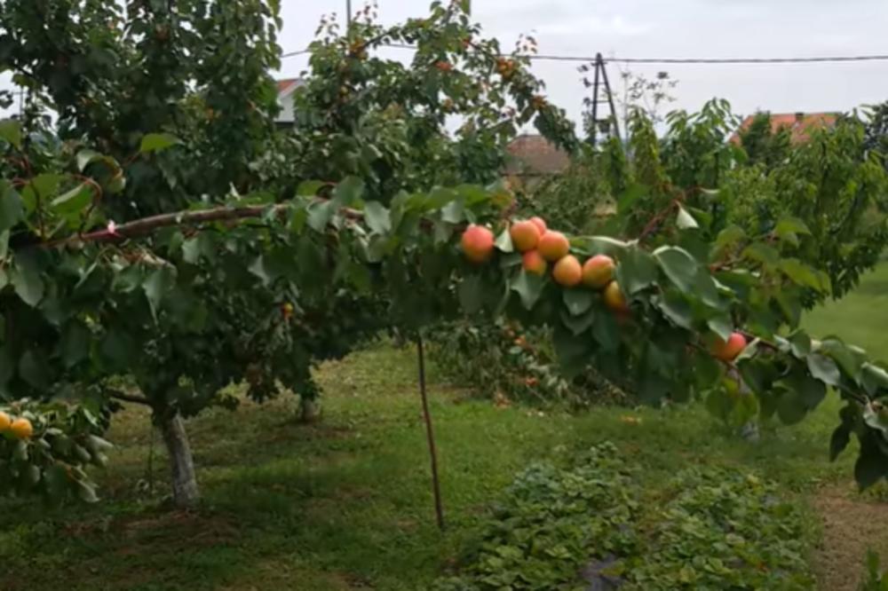 MEŠTANI SELA MIOKOVCI ZADOVOLJNO TRLJAJU RUKE: Rod i prinos ODLIČNI ove godine, a tek OTKUPNA CENA!