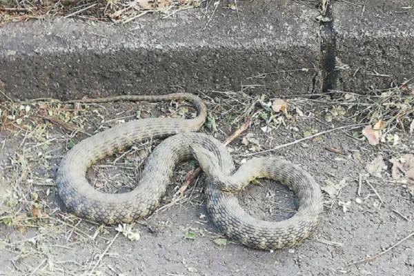 HORORČINA U BEOGRADU: Nikola otvorio plakar, ZVER JE SIKTALA KA NJEMU! Bila im je u spavaćoj sobi!