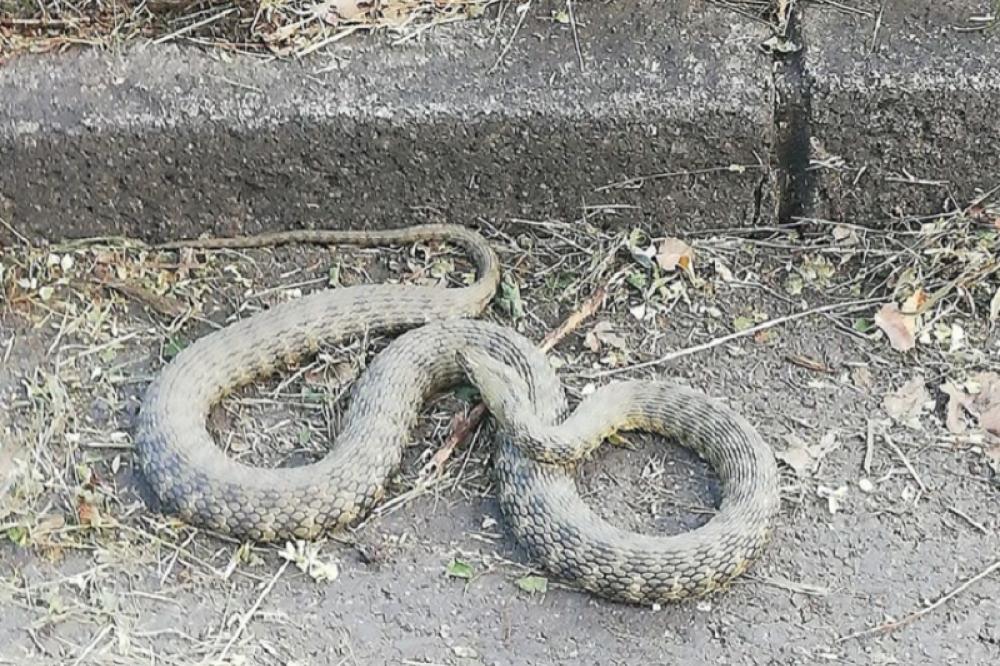 HOROR SCENA U BLOKU 45: Zver je palacala jezikom, Beograđanka na ivici vrištanja! (FOTO)