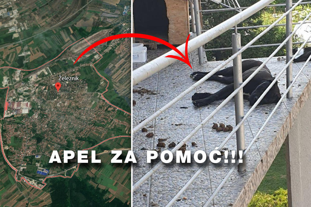 OTIŠAO ZA KRAGUJEVAC I OSTAVIO PSA NA TERASI BEZ VODE I HLADA: Životinja onesvešćena, ljudi besni! (FOTO)