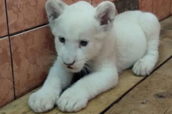 KOVID 19 JE KUMOVAO KOVILjKI: Zoo vrt se diči prinovom jer je ČAROBNA, vidite samo kako čeka doručak (FOTO)