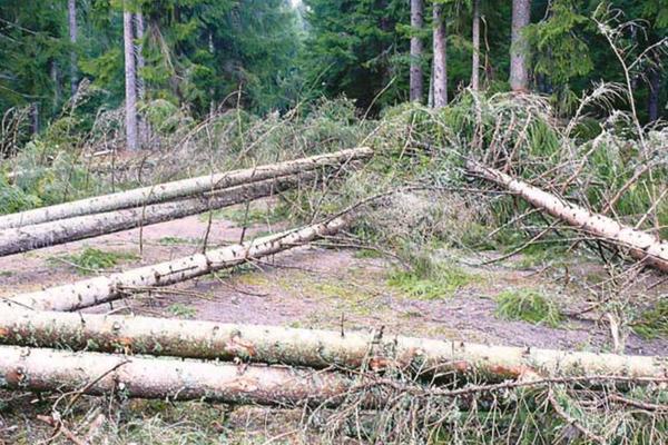 "ŽIVE U ORONULOJ KUĆICI NA BRDU, NEMAJU STRUJU" Potresna priča o porodici dečaka (12) koji je pronađen