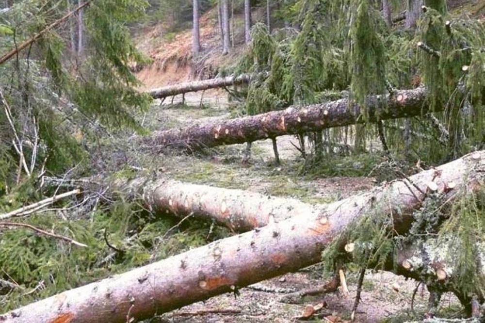 TRAGIČNO STRADAO U ŠUMI: Priča oca poginulog momka (27), zadesila ga strašna sudbina