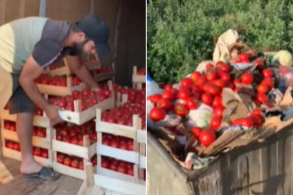 OVO SU MUKE I ZNOJ, EVO TI GOSPODO PA SKUPLJAJ IZ KONTEJNERA! Leskovčanin pobacao ceo rod paradajza, OBJASNIO ŠTO