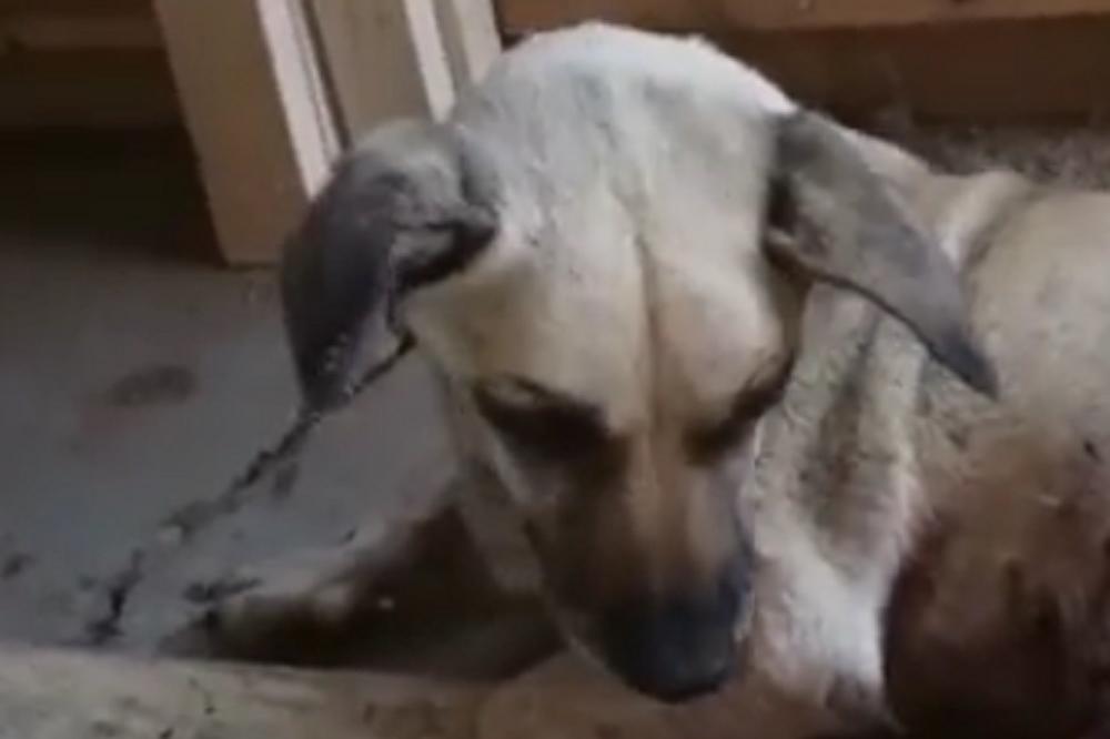 NJENI PSI SU RASTRGLI KOMŠIJU ĐURAĐA I DOBILA JE 2 GODINE ZATVORA: Ovako se branila na sudu