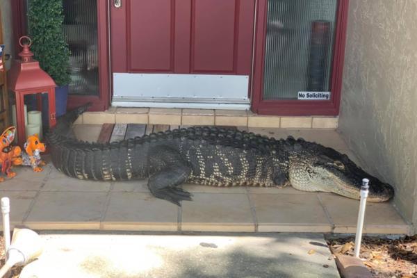 JEZIVA SCENA ISPRED KUĆNIH VRATA! Hteli da izađu napolje, a onda su imali šta da vide, ZVER OD TRI METRA (VIDEO)