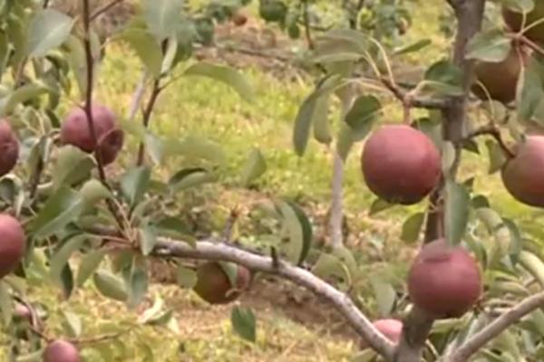 IZREKA "KAO DA JE PAO SA KRUŠKE" KRIJE VELIKU TAJNU! Ovome se niste mogli nadati