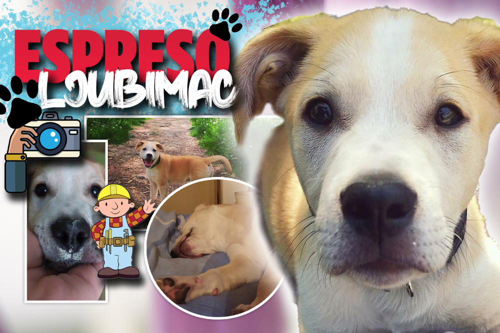 U SLOBODNO VREME POPRAVLJAM ZIDOVE, STOLICE, KABLOVE... Svi kažu da je Aris talentovan za majstorisanje po kući