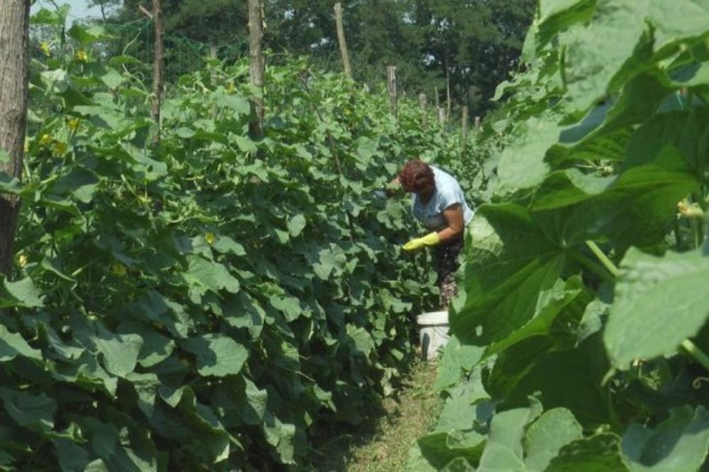 ZA 3 MESECA ZARADA PAR HILJADA EVRA! Sve više srpskih poljoprivrednika gaji ovo povrće, BAŠ SE ISPLATI
