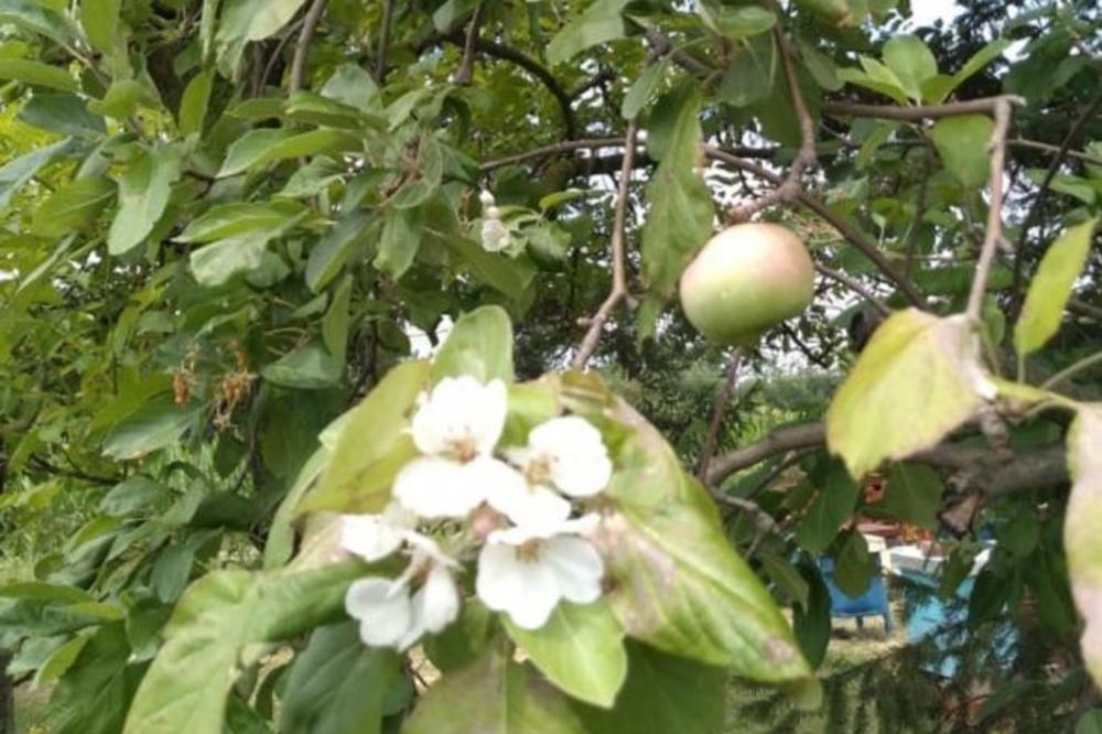 I PRIRODA NAM SE SKROZ POGUBILA! Usred leta u Topoli procvetale jabuke, kao da je rano proleće (FOTO)
