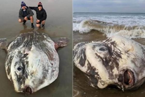 ŠTA JE OVO ISPLIVALO IZ MORA?! Horor na obali nakon što su talasi izbacili ovo ČUDOVIŠTE! (FOTO)