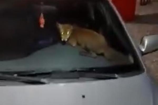 ILIJA GADRIĆ NIJE ZNAO ŠTA GA JE SNAŠLO KADA JE UŠAO U AUTO! Stvorenje ga je prvo ze*alo, a onda novi haos! (VIDEO)