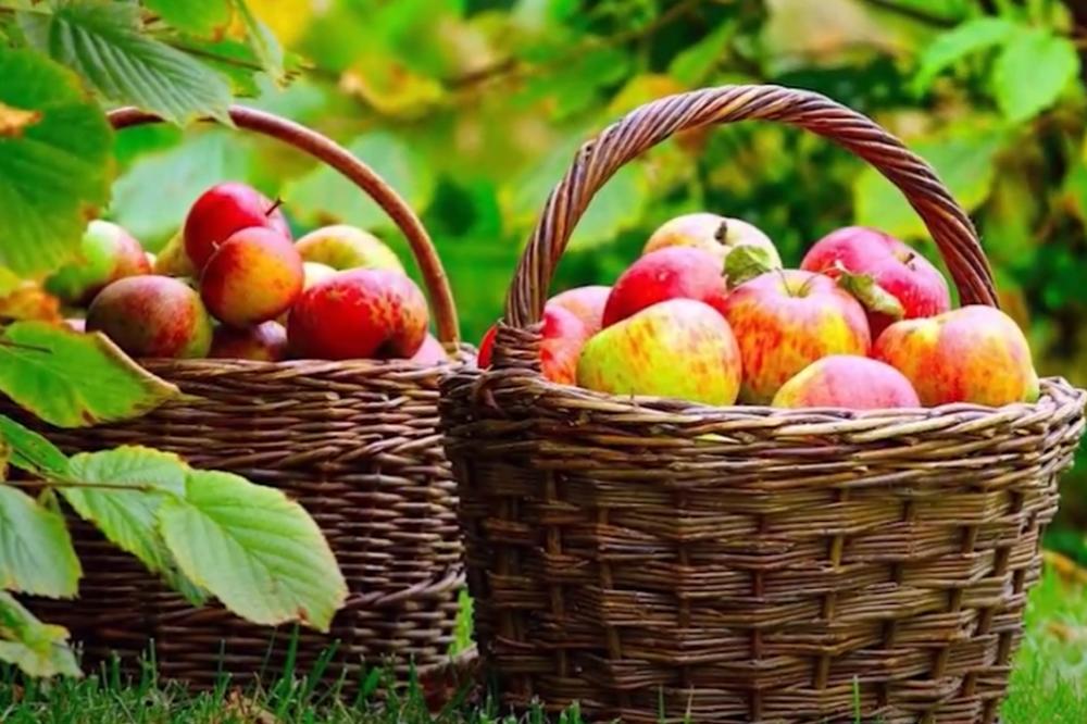 DOBRE VESTI ZA SRPSKE POLJOPRIVREDNIKE: Veliko svetsko tržište zainteresovano za naše organske proizvode