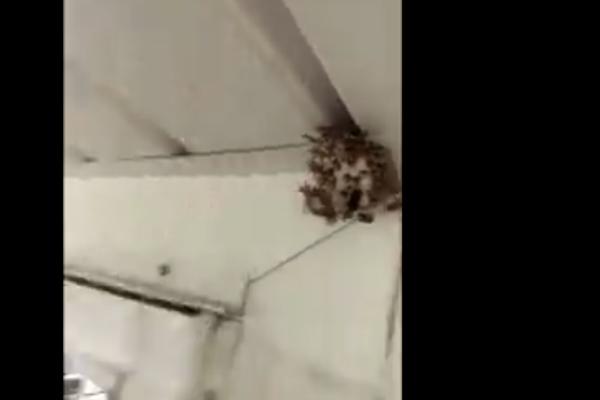 UBOLA VAS JE OSA A NE ZNATE DA LI STE ALERGIČNI: Bez panike, odmah morate uraditi jednu stvar!