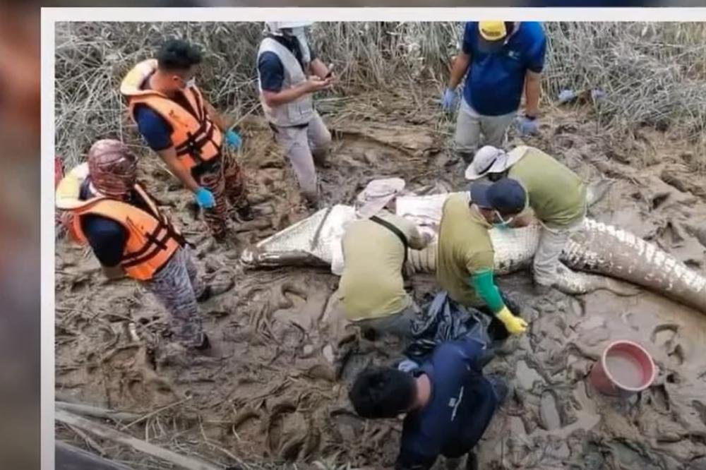 GLEDAJTE NA SVOJU ODGOVORNOST! UŽAS JE BLAGA REČ! Iz krokodilovog stomaka izvadili ostatke dečakovog tela!