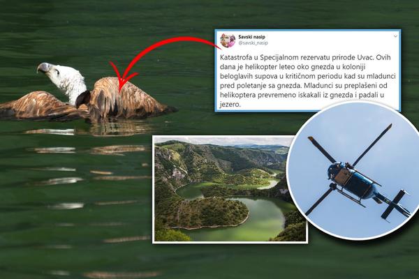 RADILI TURE HELIKOPTEROM DO UVCA I NAPRAVILI KATASTROFU! Mladunci supova popadali u jezero i PODAVILI SE! (FOTO)