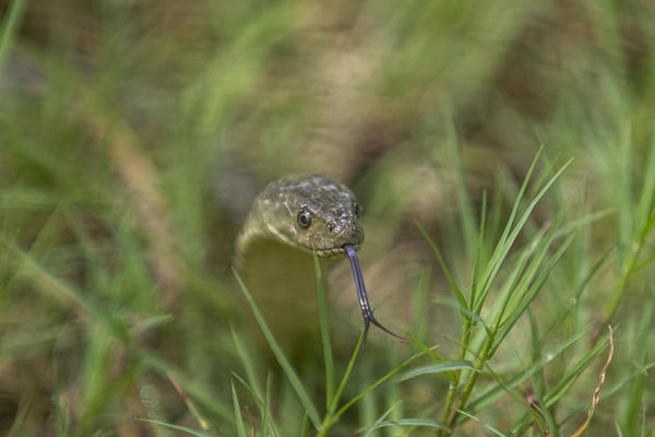 STRAVIČAN ZLOČIN, PUSTIO 2 ZMIJE NA ŽENU DA JE UBIJU: Poskok nije uspeo, ali je KOBRA bila FATALNA!