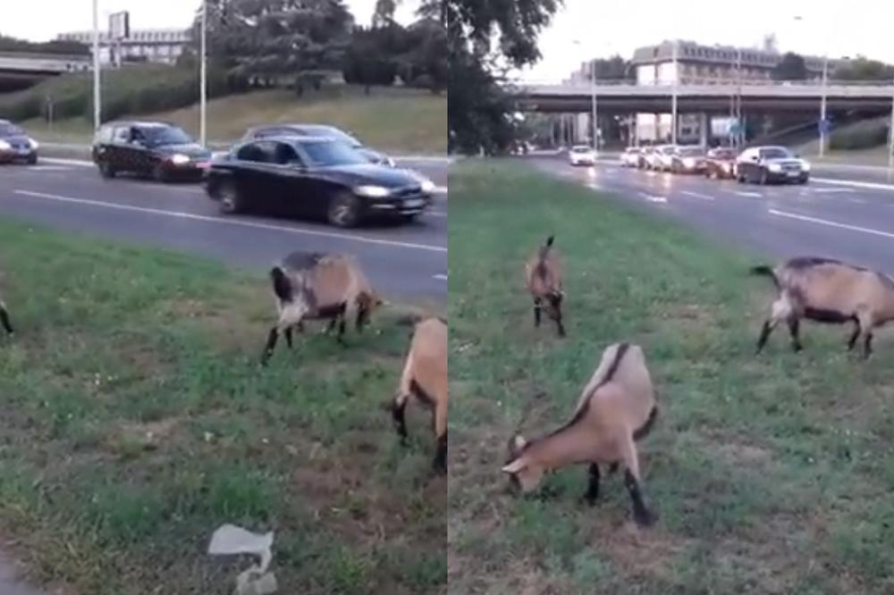 LJUDI, OVO SE STVARNO DESILO! Gledajte šta je snimio lik kod Studenjaka (FOTO)