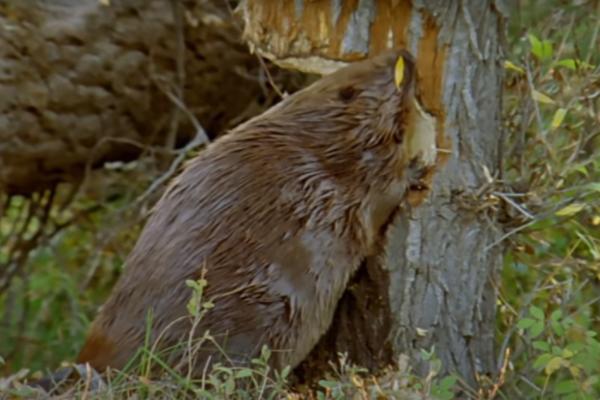POSLE JEDNOG VEKA, OVA ŽIVOTINJA SE VRATILA U BEOGRAD: Ljudi su u ŠOKU