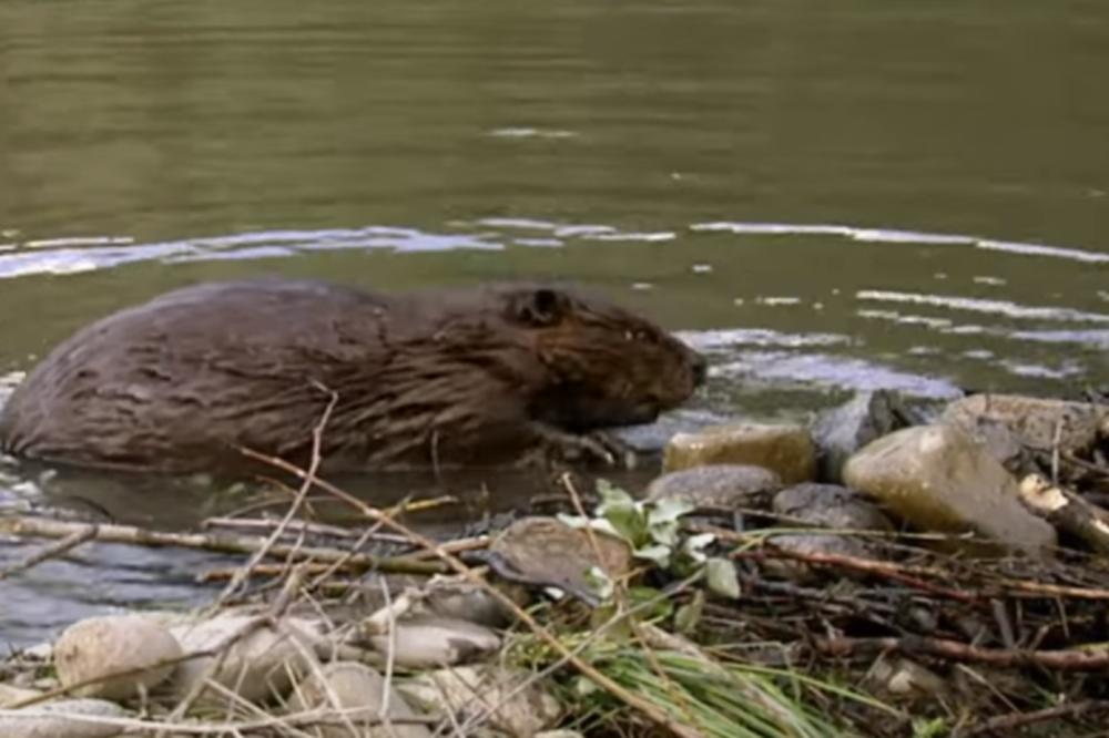 PORODICA DABROVA DOSELILA SE U MAČVANSKI KRAJ: Kome smeta što mirno grade na reci Jerez?