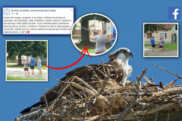 STRAVIČNE SCENE IZ SRBIJE: 3 dečaka puškama gađali pticu u gnezdu! UŽIVAJU U GNUSNOM ČINU I UTRKUJU SE!