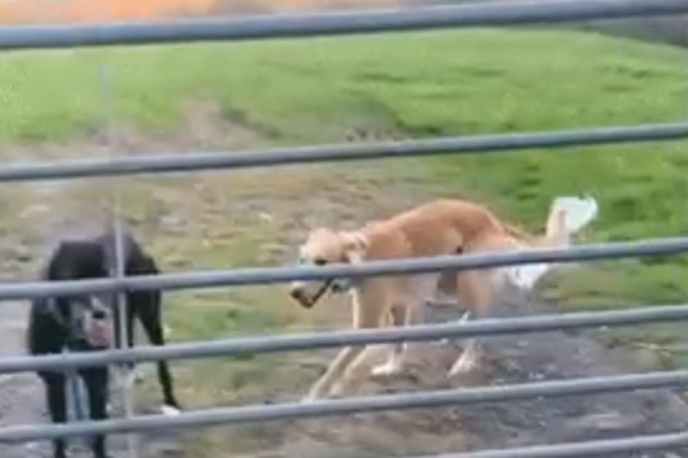 KAKO JOJ JE OVO POBOGU USPELO? Kuca nebeskim skokom preskočila ogradu (VIDEO)