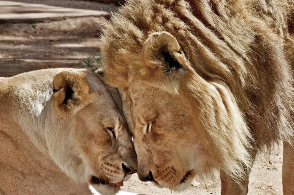 DIRLJIVA PRIČA IZ ZOO VRTA: Par lavova uspavan istovremeno, da ne bi patili jedno bez drugog