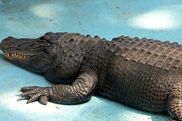 SREĆAN ROĐENDAN, MATORI: Na današnji dan 1937. godine aligator Muja stigao je u Beo zoo vrt