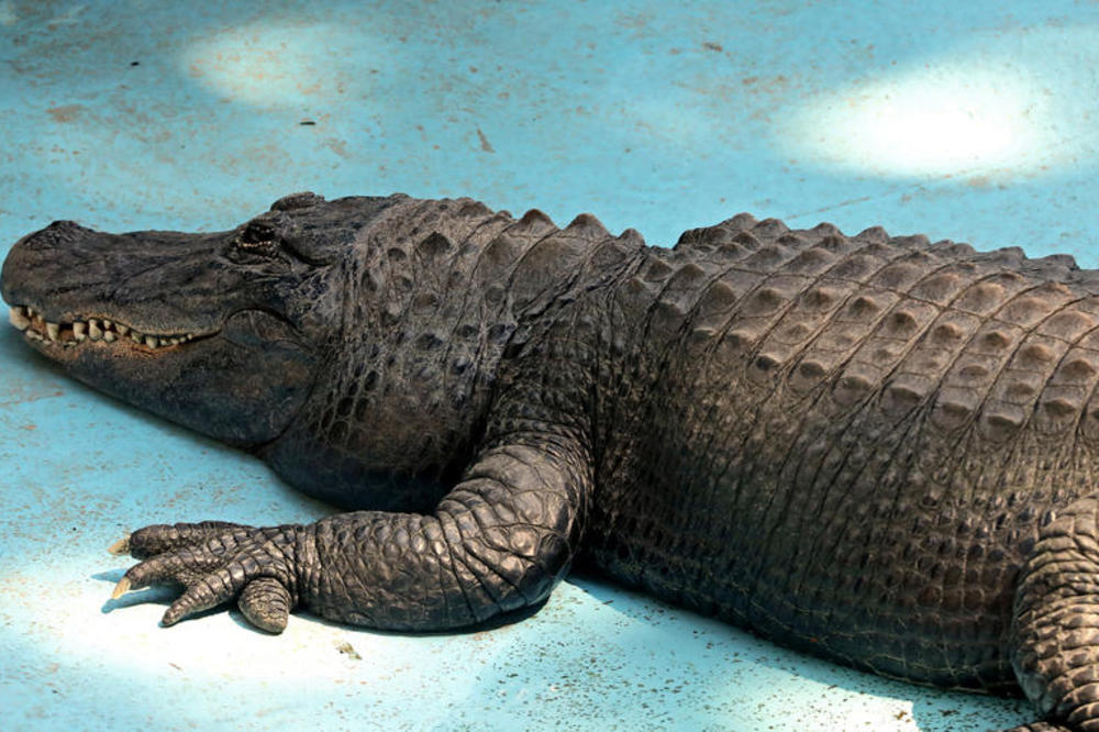 SREĆAN ROĐENDAN, MATORI: Na današnji dan 1937. godine aligator Muja stigao je u Beo zoo vrt