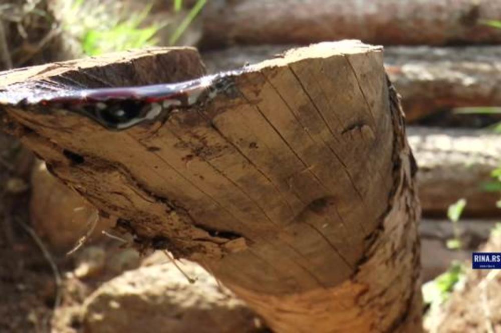 CRNA TEČNOST, JAKOG MIRISA I OPOROG UKUSA CEDI SE IZ PANJEVA STAROG BORA! Mnogi ga koriste za lečenje svega živog