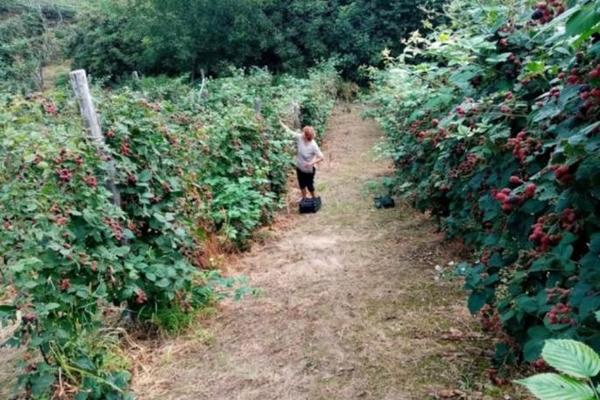 U SRPSKOJ TOSKANI BERAČI IMAJU PUNE RUKE POSLA, SAD JE SEZONA KUPINE! Zbog 2 stvari nisu UOPŠTE ZADOVOLJNI (FOTO)