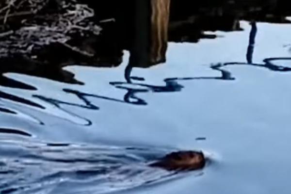 ŠTA JE TO DANAS PRIVUKLO TOLIKO PAŽNJU LJUDIMA U SRBIJI: Niko nije siguran koja je tačno ovo životinja (VIDEO)