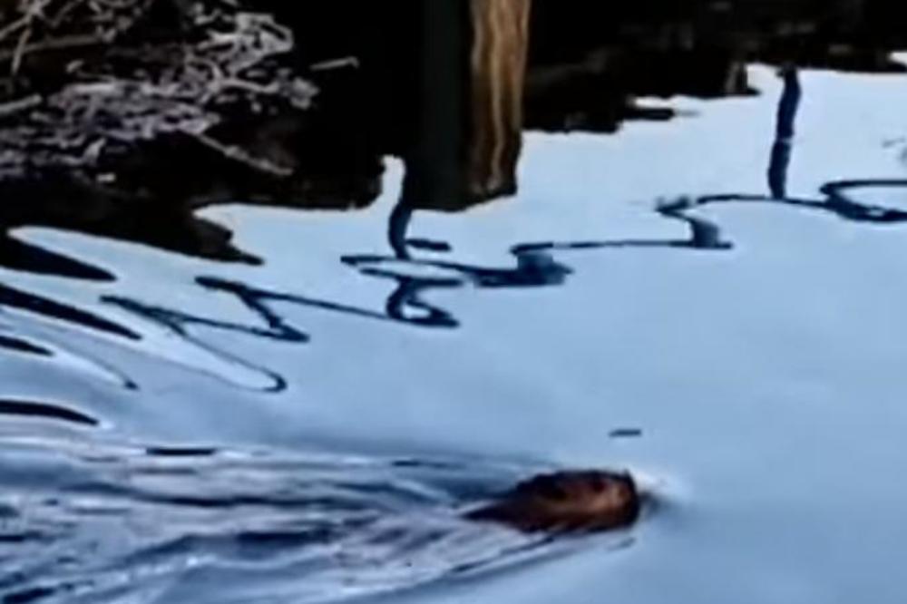 ŠTA JE TO DANAS PRIVUKLO TOLIKO PAŽNJU LJUDIMA U SRBIJI: Niko nije siguran koja je tačno ovo životinja (VIDEO)