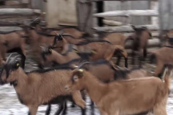 SPASEN DEČAK (12)! ZATEKLI GA U ŠTALI U TEŠKOM STANJU! Otac i maćehe ga vezivali i terali da jede hranu za koze