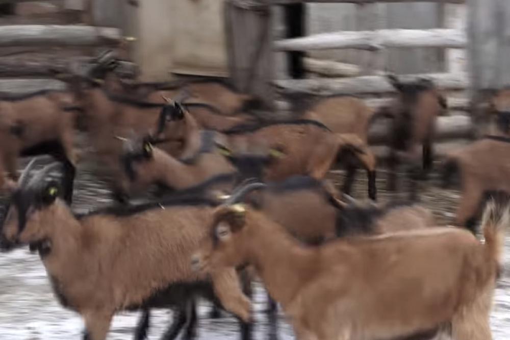 SPASEN DEČAK (12)! ZATEKLI GA U ŠTALI U TEŠKOM STANJU! Otac i maćehe ga vezivali i terali da jede hranu za koze