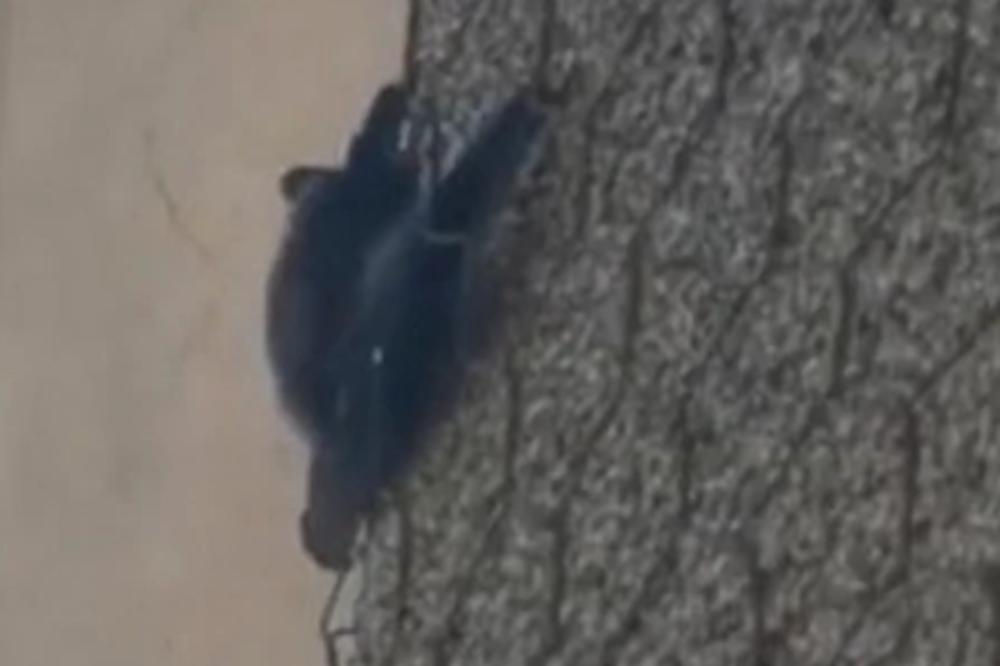 BEOGRAĐANKA SE ODMARALA NA TERASI, A ONDA JE USRED BELA DANA UGLEDALA OVO! Sunčica nije verovala šta vidi!