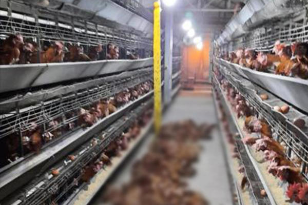 GROM NAPRAVIO OPŠTU KATASTROFU: Ugušilo se 1.400 koka nosilja u Priboju, šteta u hiljadama evra! (FOTO)