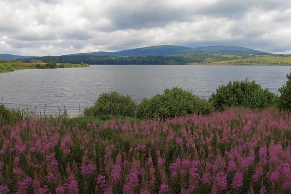 POSEBNA MIKROKLIMA, BOROVA ŠUMA, MEDNO BILJE: Sada je pravo vreme da posetite OVAJ SRPSKI BISER (FOTO)