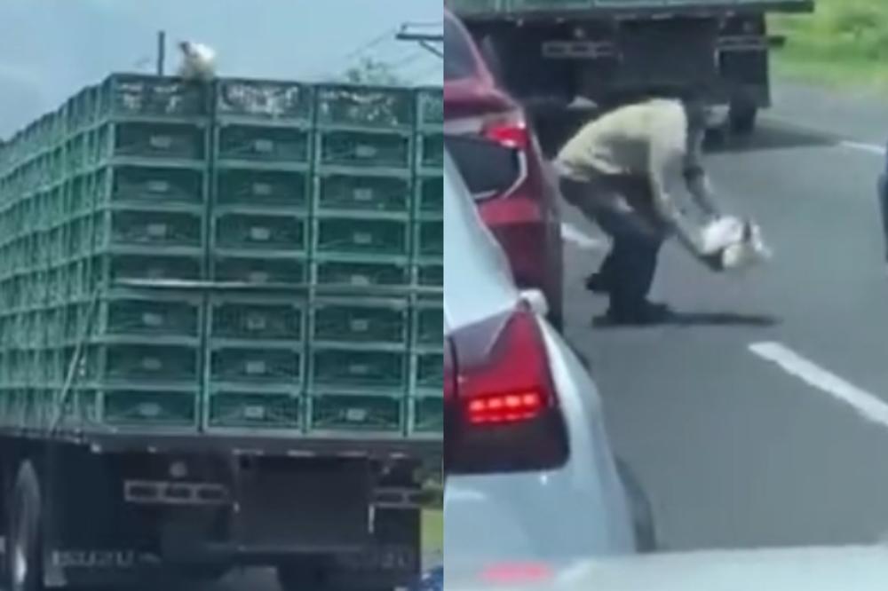 KOKOŠKA JE USPELA DA POBEGNE IZ TRANSPORTNOG KAMIONA: Pomislila je da je slobodna, a onda... (VIDEO)