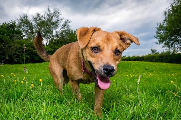LJUBIMCI I VRUĆINA: Kako da se rešite ućebane dlake vaših kuca i maca?