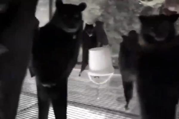 NEVIĐEN SNIMAK SLEPIH MIŠEVA OKRENUTIH NAOPAČKE! Pravi DARKERSKI noćni KLUB - ovo MORATE da VIDITE! (VIDEO)