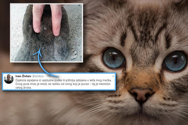 NEKI SKOT JE UPUCAO OVU MACU U LEĐA! Ovaj slučaj nije usamljen, MONSTRUMA IMA SVUDA OKO NAS (FOTO)