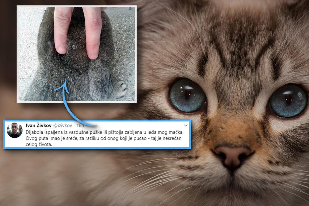 NEKI SKOT JE UPUCAO OVU MACU U LEĐA! Ovaj slučaj nije usamljen, MONSTRUMA IMA SVUDA OKO NAS (FOTO)