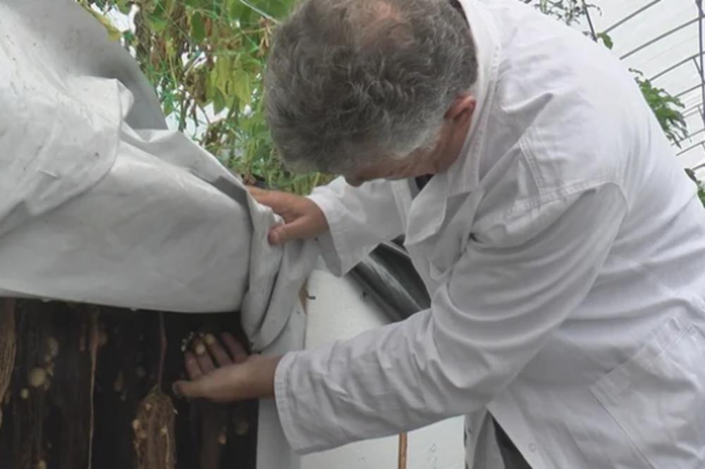 U OVOM SRPSKOM MESTU KROMPIR SE BERE SA GRANE! Naučnici ovom kraju vraćaju STARU SLAVU (FOTO)