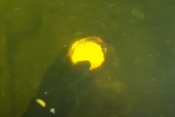 RONILAC SE SPUSTIO NA DNO REKE A ONDA JE NAŠAO NEŠTO NEREALNO: Izneo ga je na obalu i kreće ludilo (VIDEO)