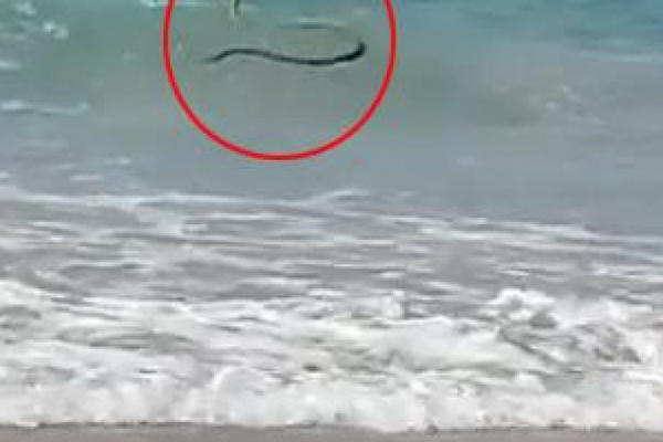 PLAŽA JE PRAZNA ZBOG KORONE, ALI JEDAN SURFER SE PROŠVERCOVAO! Pogledajte koga TALASI bacaju na sve STRANE (VIDEO)