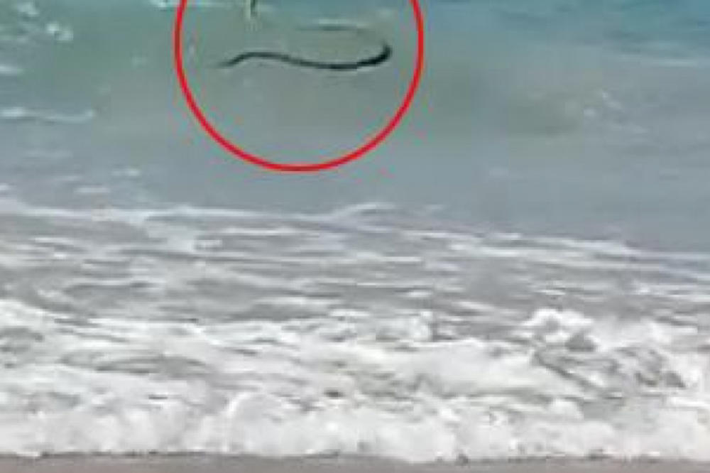 PLAŽA JE PRAZNA ZBOG KORONE, ALI JEDAN SURFER SE PROŠVERCOVAO! Pogledajte koga TALASI bacaju na sve STRANE (VIDEO)